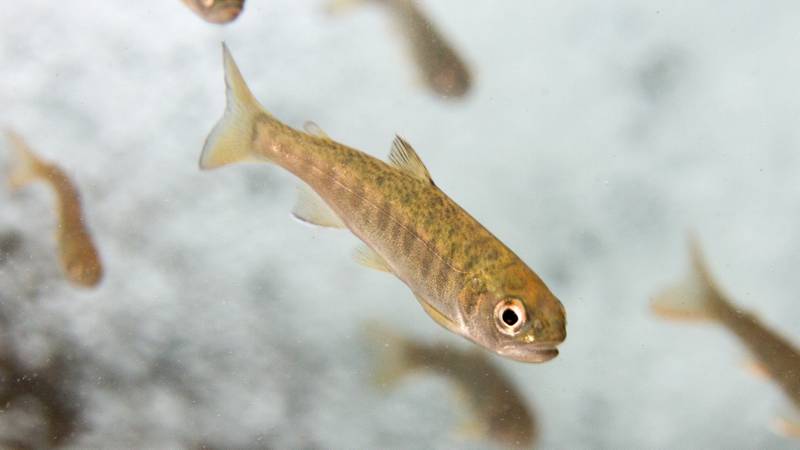 A man is facing charges after he reportedly admitted to investigators to breaking into a salmon hatchery in Gardiner, Oregon earlier this and pouring bleach into some of the ponds, killing thousands of baby salmon.