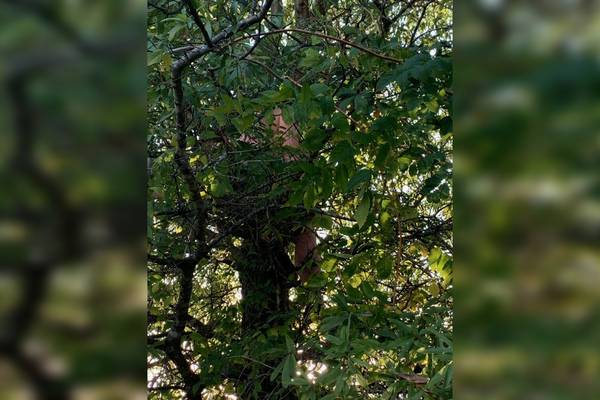 Suspect found hiding in a tree after police chase