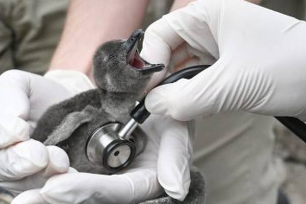 Endangered African Penguin chick hatches in Pennsylvania