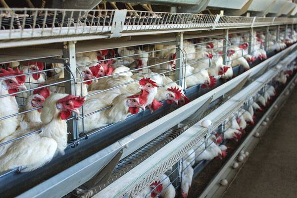Costco sued over alleged chicken mistreatment