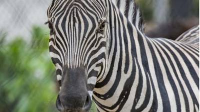 Zebra dies after ‘tragic’ accident at Milwaukee County Zoo