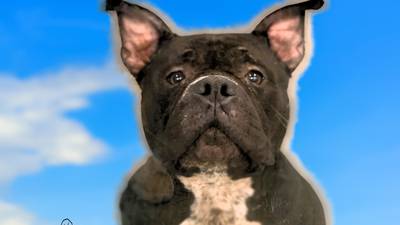 Hot105 “Pet” of the Week
