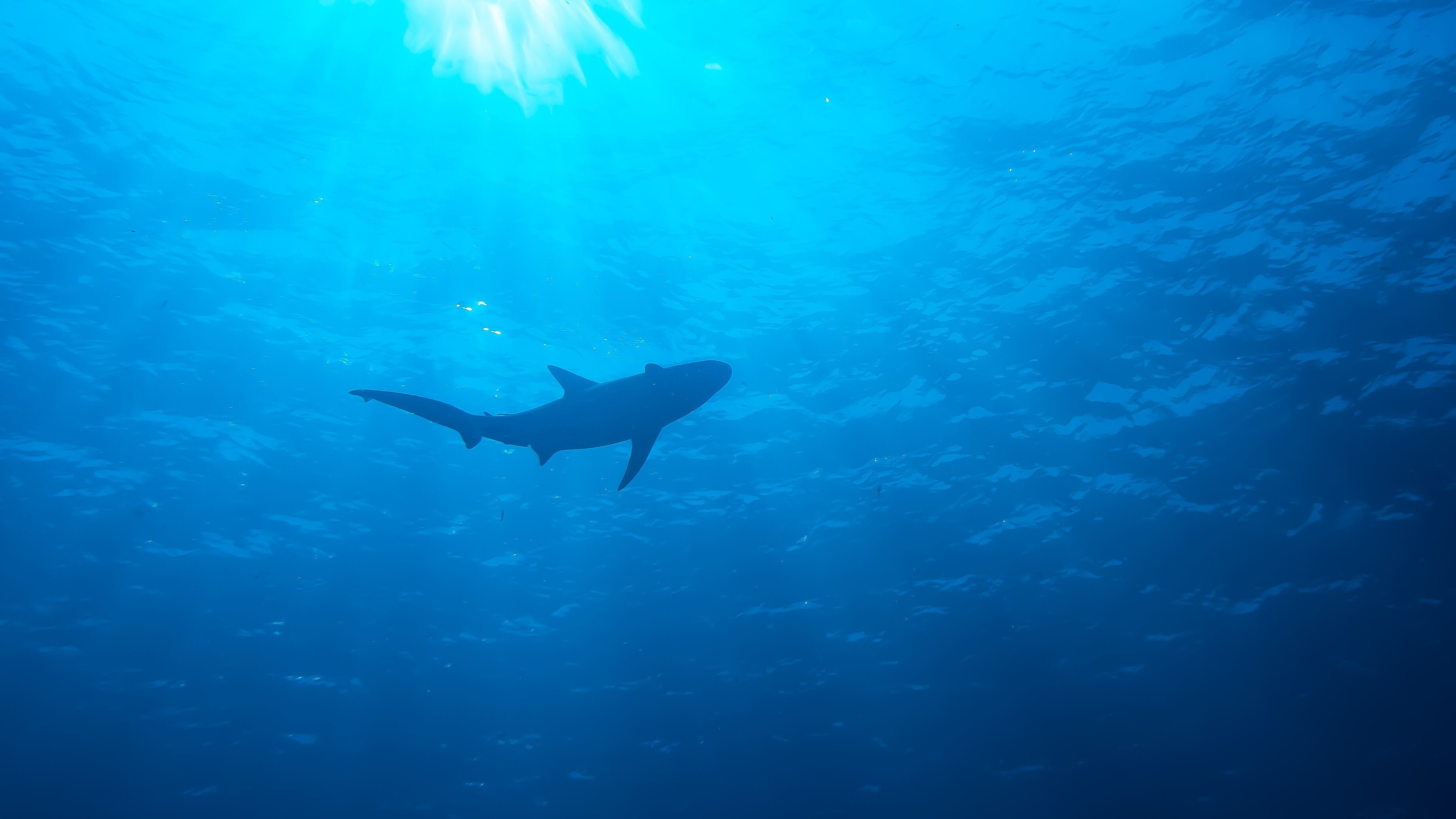 Shark in open water