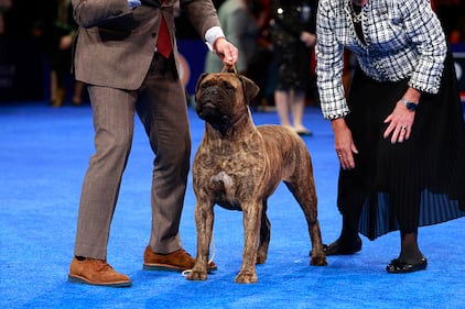 National Dog Show