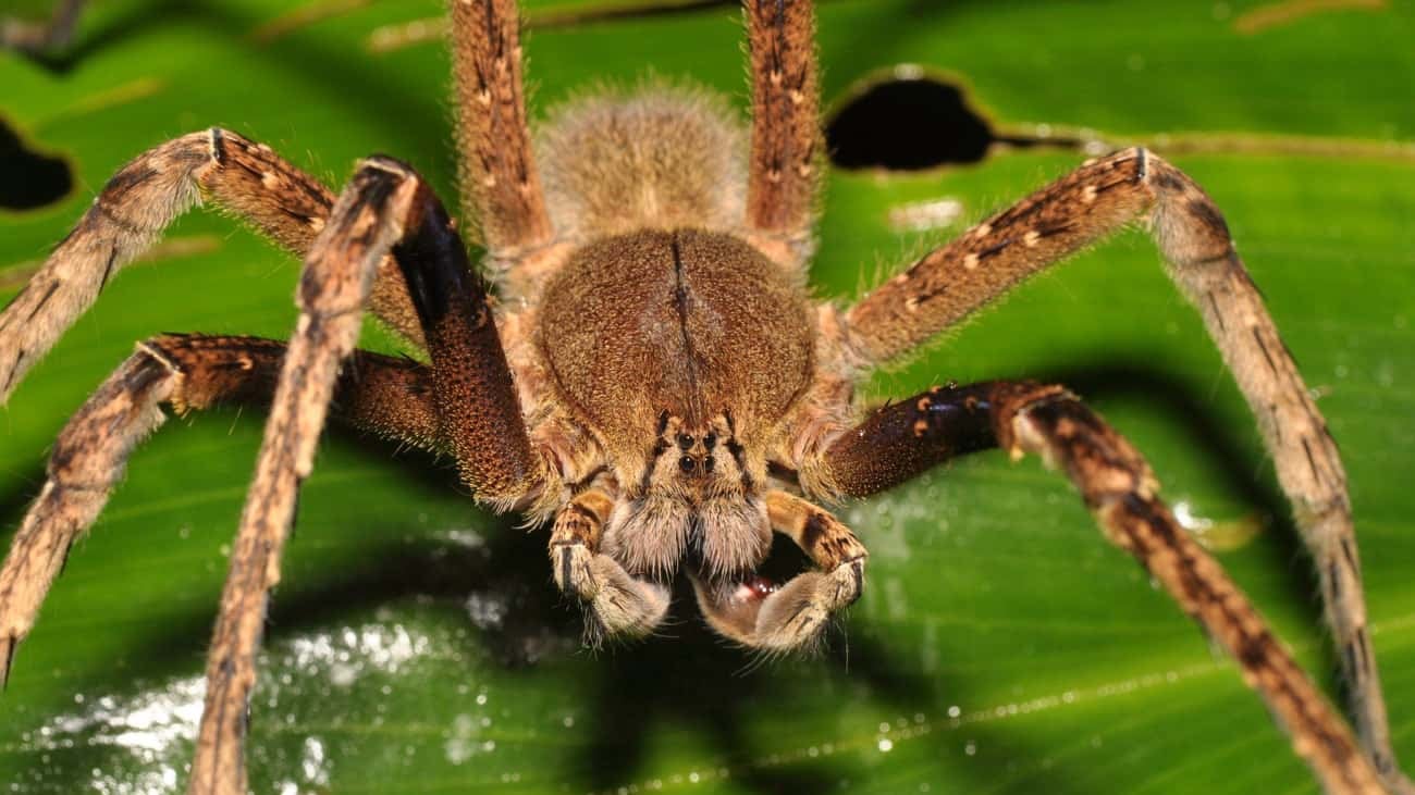 WHQT Hot105 Brazilian Spider Bite Causes 4-Hour Erection