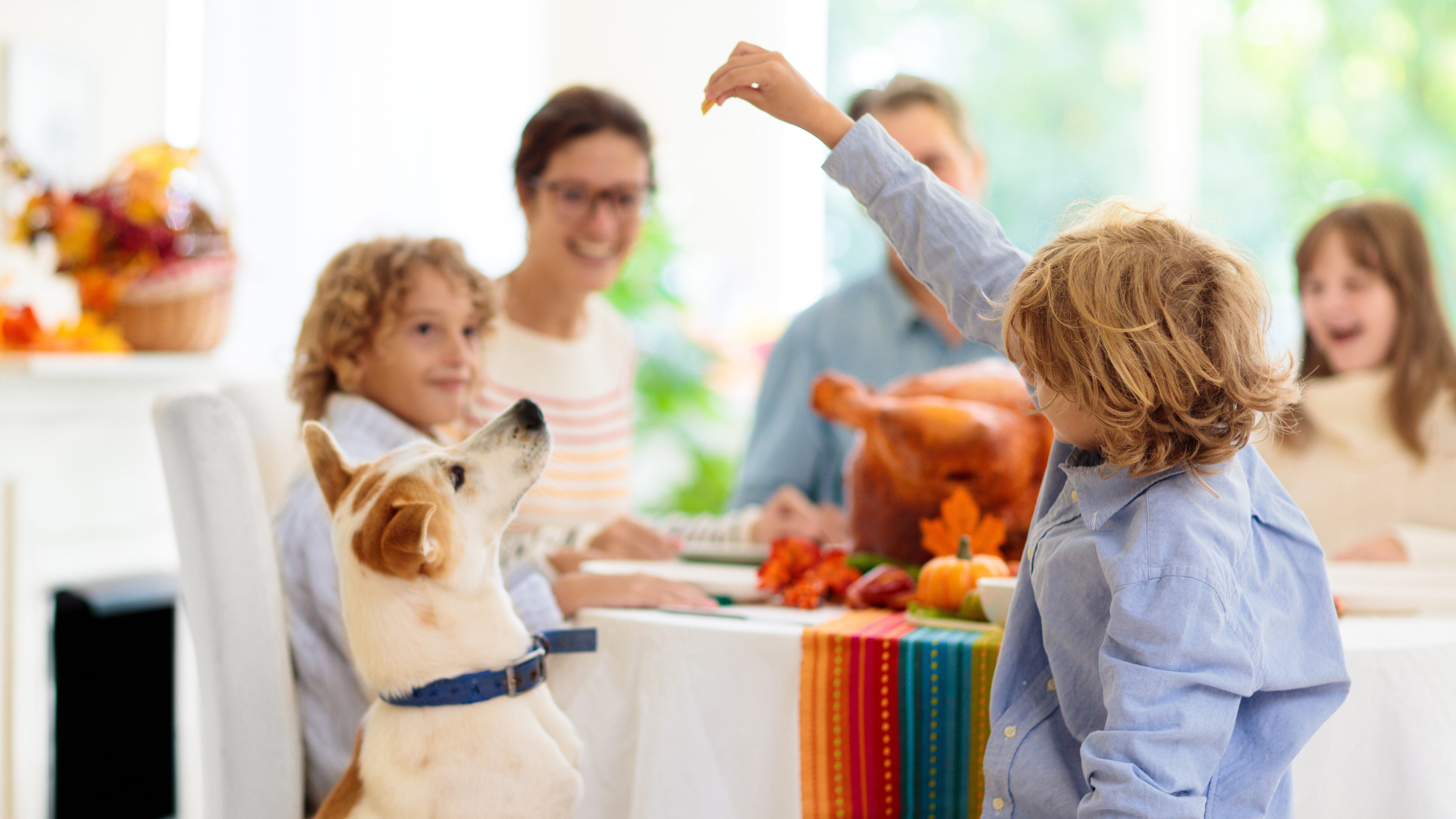 Family at Thanksgiving dinner. Parents and kids enjoy roasted turkey. Mother, father and children play with dog at festive meal together. Autumn holiday home decoration and table setting.