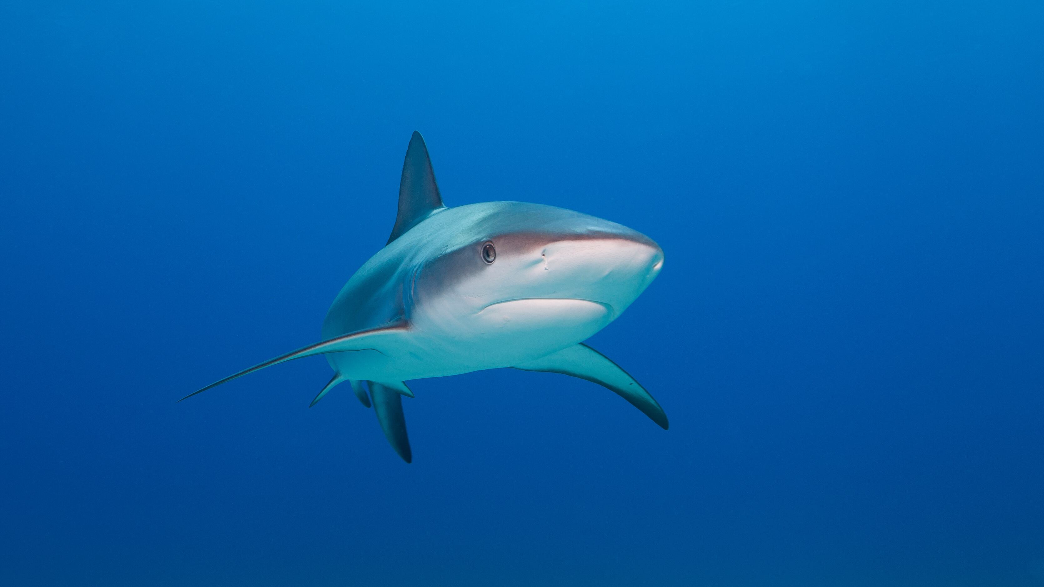Caribbean reef shark